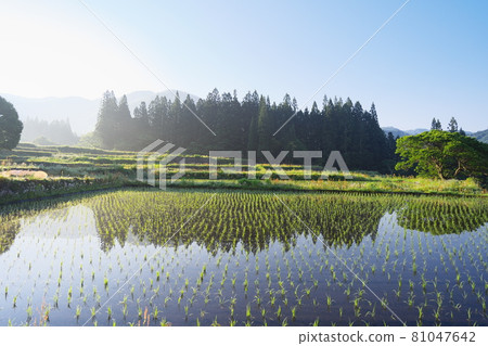 Quiet and beautiful early morning rural landscape Quiet and beautiful early morning rural landscape 81047642