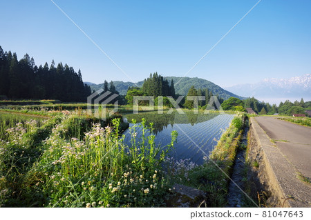 安靜而美麗的清晨鄉村景觀 安靜而美麗的清晨鄉村景觀 81047643
