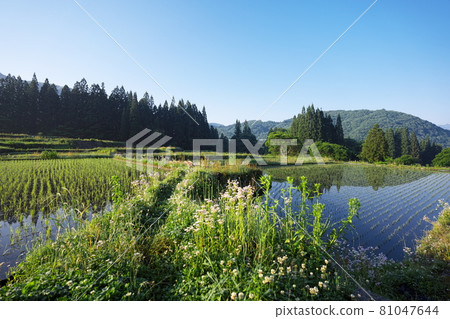 安靜而美麗的清晨鄉村景觀 安靜而美麗的清晨鄉村景觀 81047644