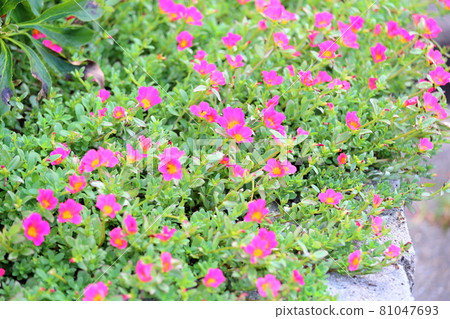 Porchula flower 81047693