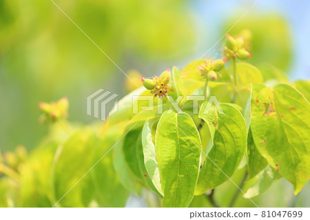山茱萸果 山茱萸果 81047699