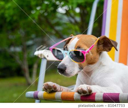 Jack russell terrier dog in sunglasses is resting on a sun lounger. Summer vacation concept. 81047733