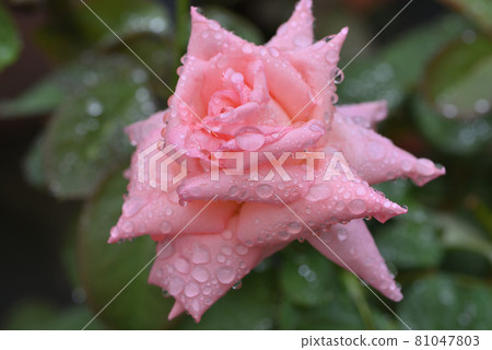 Roses (Yoshizumi) Roses (Yoshizumi) 81047803