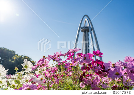 Observation Tower Twin Arch 138 and Cosmos in Kiso Sansen National Government Park, Ichinomiya City, Aichi Prefecture 81047878