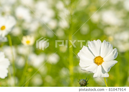 秋白波斯菊 81047914