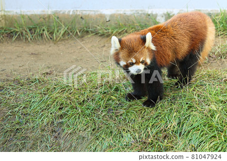 Nishiyama Zoo 81047924