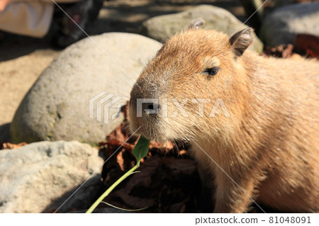 capybara eating grass