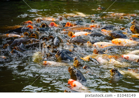 鯉魚 鯉魚 81048149