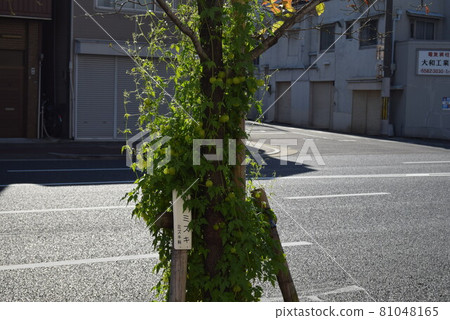 Nishi-ku, Osaka Nishi-ku, Osaka 81048165