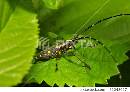 長角牛甲蟲，長角牛甲蟲，昆蟲 81048637