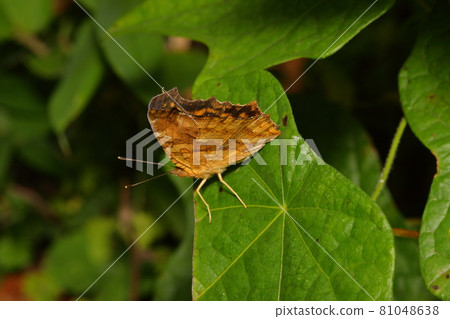 Comma butterfly insect Comma butterfly insect 81048638