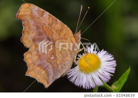 Comma and Halzion insects wild grass Comma and Halzion insects wild grass 81048639