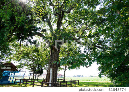 Giant tree of Quercus acutissima, Daisen City, Akita Prefecture 81048774