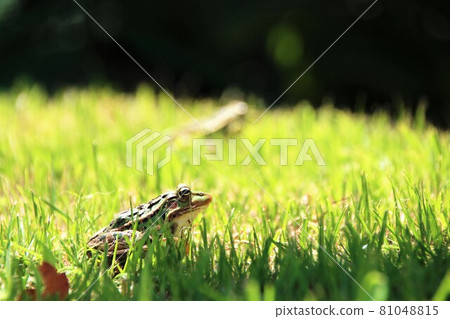 Frog in the grass Frog in the grass 81048815
