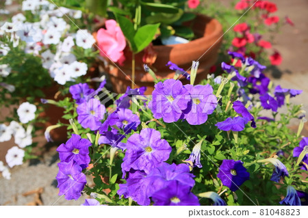 牽牛花〉 牽牛花〉 81048823