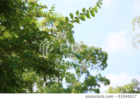 Crape myrtle flower 81048827