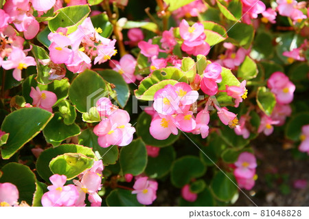 Begonia flowers 81048828