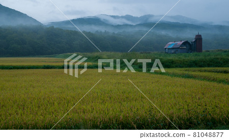 Rural Morning 81048877