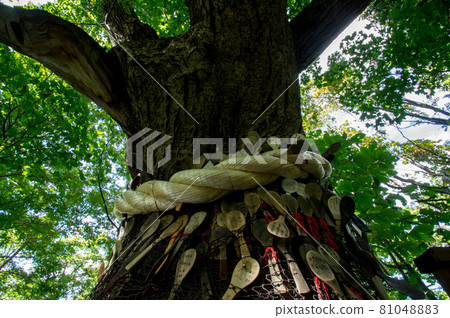 Senbon Nara 81048883