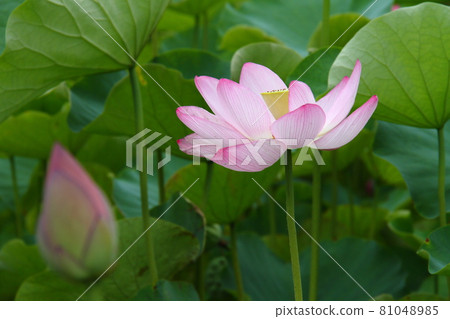 Lotus flower 118 Lotus flower 118 81048985