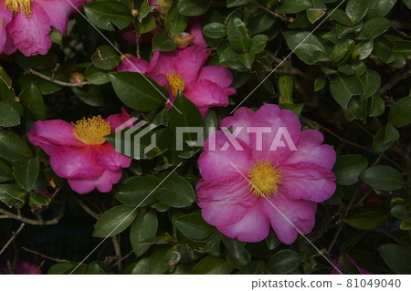 Sasanqua Sasanqua 81049040