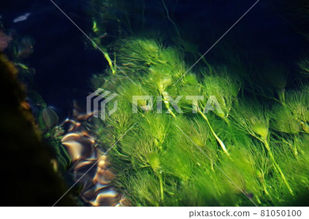 Aquatic plants that grow in clusters in irrigation water 81050100