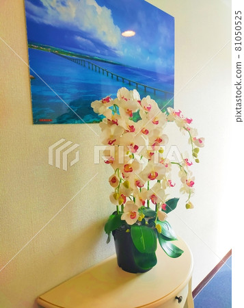 漂亮的蝴蝶蘭花 漂亮的蝴蝶蘭花 81050525