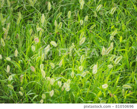 Setaria viridis Setaria viridis 81050696