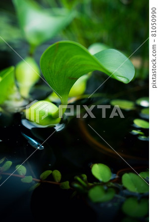 水生植物和青med 水生植物和青med 81050990