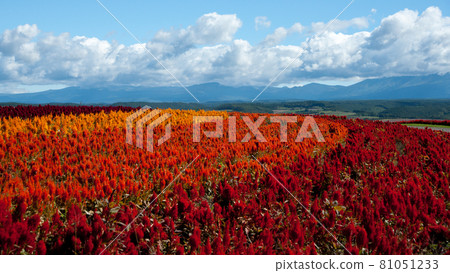 花田和山 花田和山 81051233