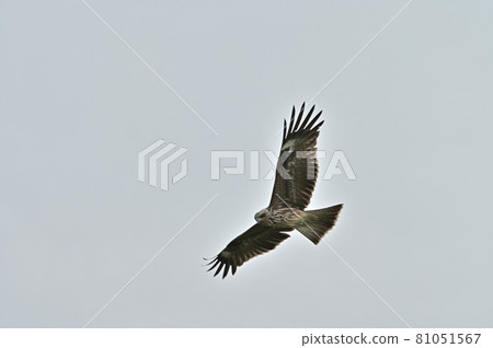 Shikoku's wild bird black kite, Tobi 81051567