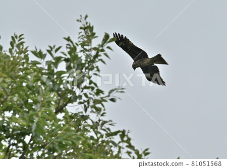四國的野鳥風箏飛鳥 四國的野鳥風箏飛鳥 81051568