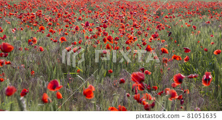 Flowering red field poppies in a sunny day Flowering red field poppies in a sunny day 81051635