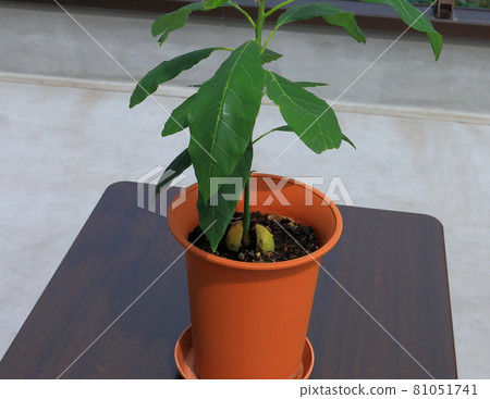 Avocado sprout Avocado sprout 81051741
