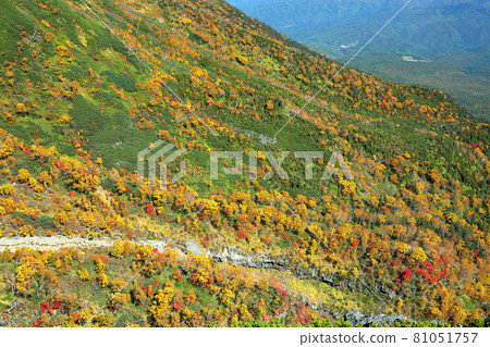 A view of the autumn leaves on the slope of Mt. Ontake, Kiso Town, Kiso District, Nagano Prefecture 81051757