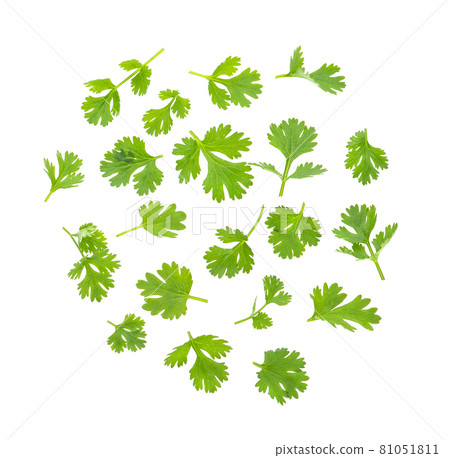 coriander leaves isolated on white background 81051811