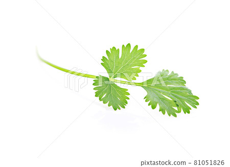 coriander leaves isolated on white background 81051826