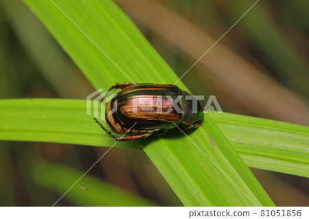Scarab beetle insect 81051856