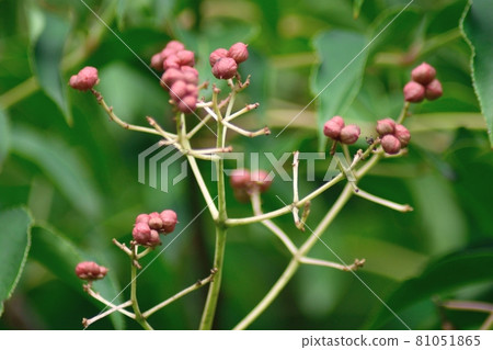 Gonzu's red fruit Gonzu's red fruit 81051865
