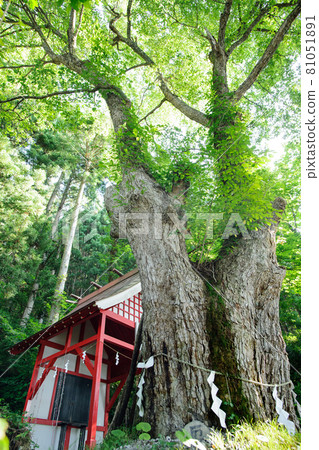 Giant tree of oak, Lake Tazawa Gozanoishi Shrine, Akita Prefecture 81051891