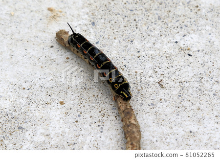 Caterpillar Caterpillar 81052265