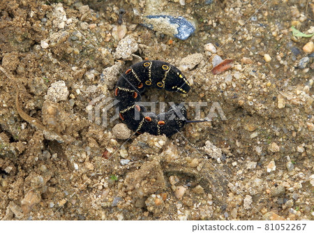 Caterpillar Caterpillar 81052267