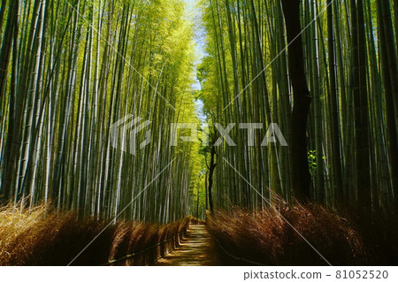 The small diameter of the refreshing bamboo forest of Kyoto Sagano, where the green is bright The small diameter of the refreshing bamboo forest of Kyoto Sagano, where the green is bright 81052520
