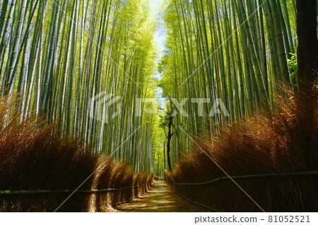 青翠欲滴的京都嵯峨野竹林小徑 青翠欲滴的京都嵯峨野竹林小徑 81052521