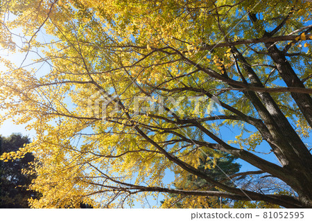 Yellow leaves of ginkgo biloba 81052595