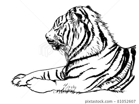 一隻老虎的單色畫筆圖 81052607