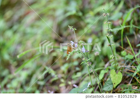 Ochabaneseri (Ochaba bonito) Ochabaneseri (Ochaba bonito) 81052829
