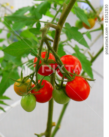 Mini Tomato Petit Tomato 81052830