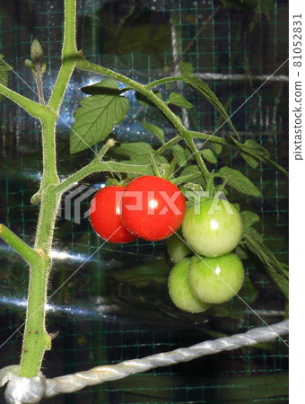 Mini Tomato Petit Tomato Mini Tomato Petit Tomato 81052831