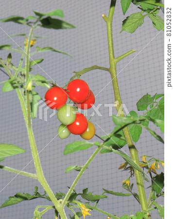 Mini Tomato Petit Tomato Mini Tomato Petit Tomato 81052832
